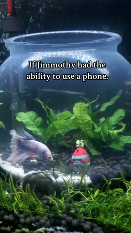 #G⁷ We should use this hastag for group 7. #g7 🤷🏼‍♀️ what do you think? On another note the 20 gallon long tank rock scape it coming along really well. fingers crossed it all works out. #betafish #bettafish #bettajimm 