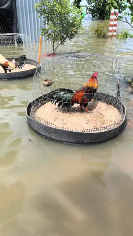Sáng tắm nắng cho gà 🐓😂