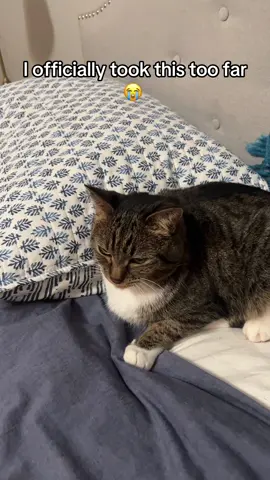 She’s ok but I will not be doing this again 😔 telling my cat a joke then laughing maniacally #cat #catjoke #catsoftiktok #funnycat #crazycat