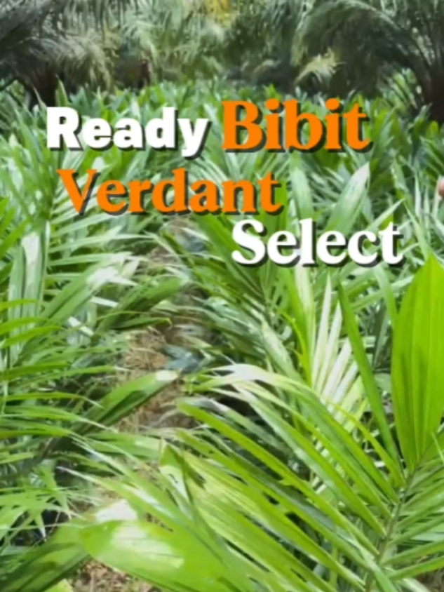 🚜 Cari bibit sawit unggul? ✅ Bersertifikat resmi PT. KAS 🌱 Siap tanam & hasil maksimal! 📍 Burai, Ogan Ilir 📞 0823-8198-4906 Cabang pembibitan: - Paling, Oi (Sumsel)  - Sukamara (Kalteng)  #petanisawitindonesia🇮🇩 #petanisawit #sawit #bibitsawit #verdantselect 