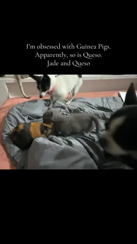 #guineapigs#RescuingAnimals #FunnyVideos #kittens#PrayersForPancho 