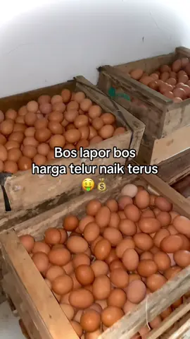 harga telur di daerah kalian berapa gess? #fyp #peternakmuda #ayampetelur #bisnis #bosmuda 