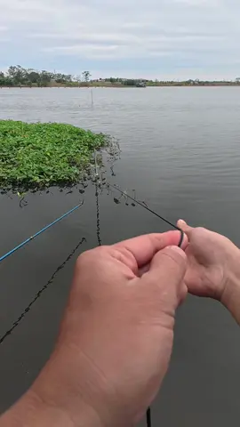 Ngày thứ 2 Hồ lò gạch#mồicâuphúthành #LongPhaQuế #câucá #fishing #longphaquế 