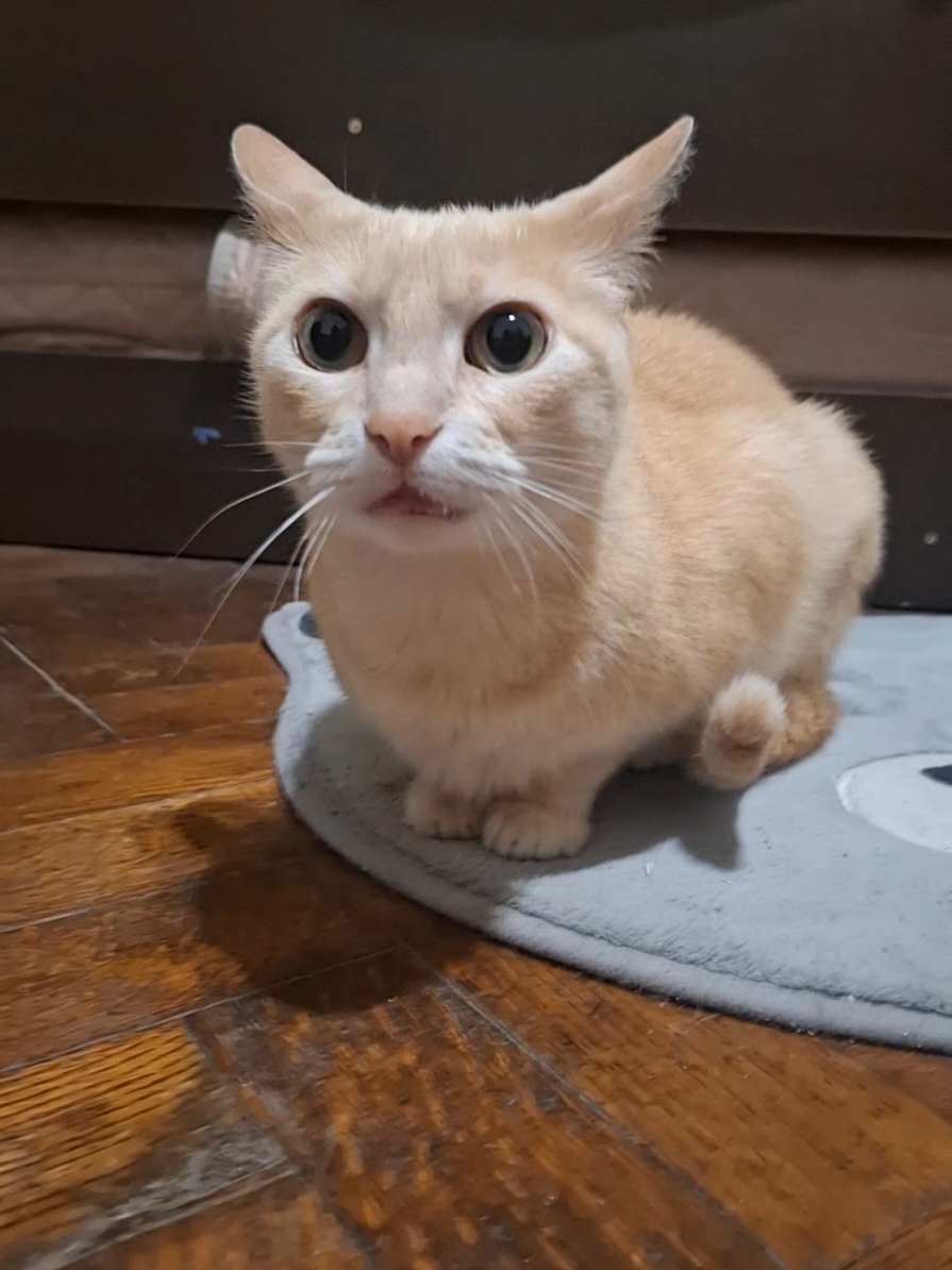 LA CARA AJSJEJSJSJ igual está bueno el chiste ahre 