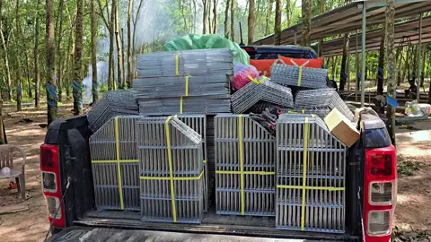 Làm trại 100 nái thỏ giống