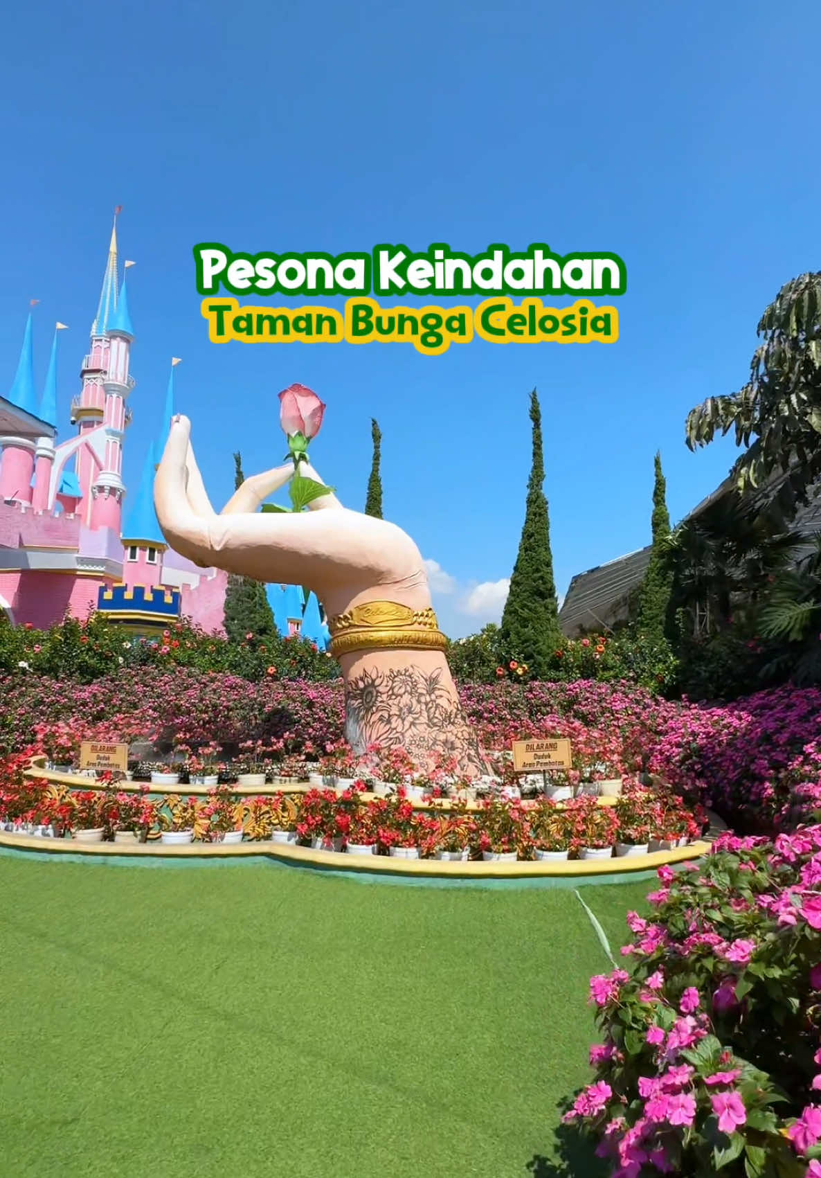 Moment apa yang kamu rindukan di Taman Bunga Celosia? 🥳 #duniapenuhwarna #newcelosia #tamanbungacelosia 
