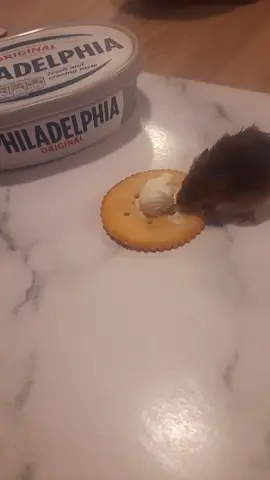 philadelphia 