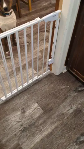 #pitbullsoftiktok #dogsoftiktok  start the timer 🤣 10/23 8:02