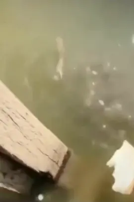 fish and turtle