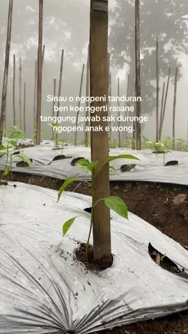 #petanimilenial #petanicabai #fyp #petaniindonesia🇮🇩🇮🇩🇮🇩🌿🌿 
