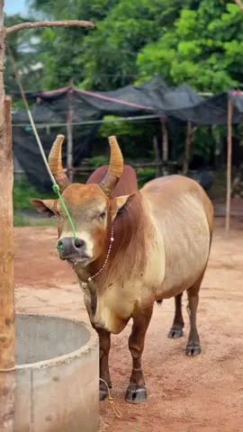 #ลังสาดลูกห้าเซียน_ปลากัด #ค่ายโคเพชรบุญมี💎 #นายกแอ๊ดสวีชุมพร 