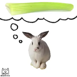 Mmmh large celery  - #meme #67 #rotoscope #ibuprofen #animation