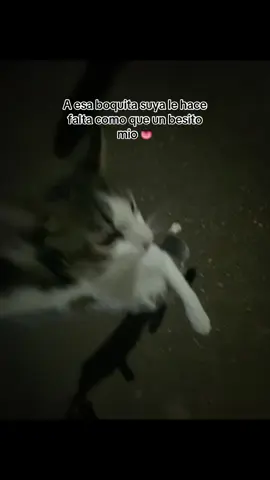 A esa boquita suya le hace falta como que un besito mio 👅 #fyp #Viral #gatostiktok #amorgatos #paratiiiiiiiiiiiiiiiiiiiiiiiiiiiiiii 