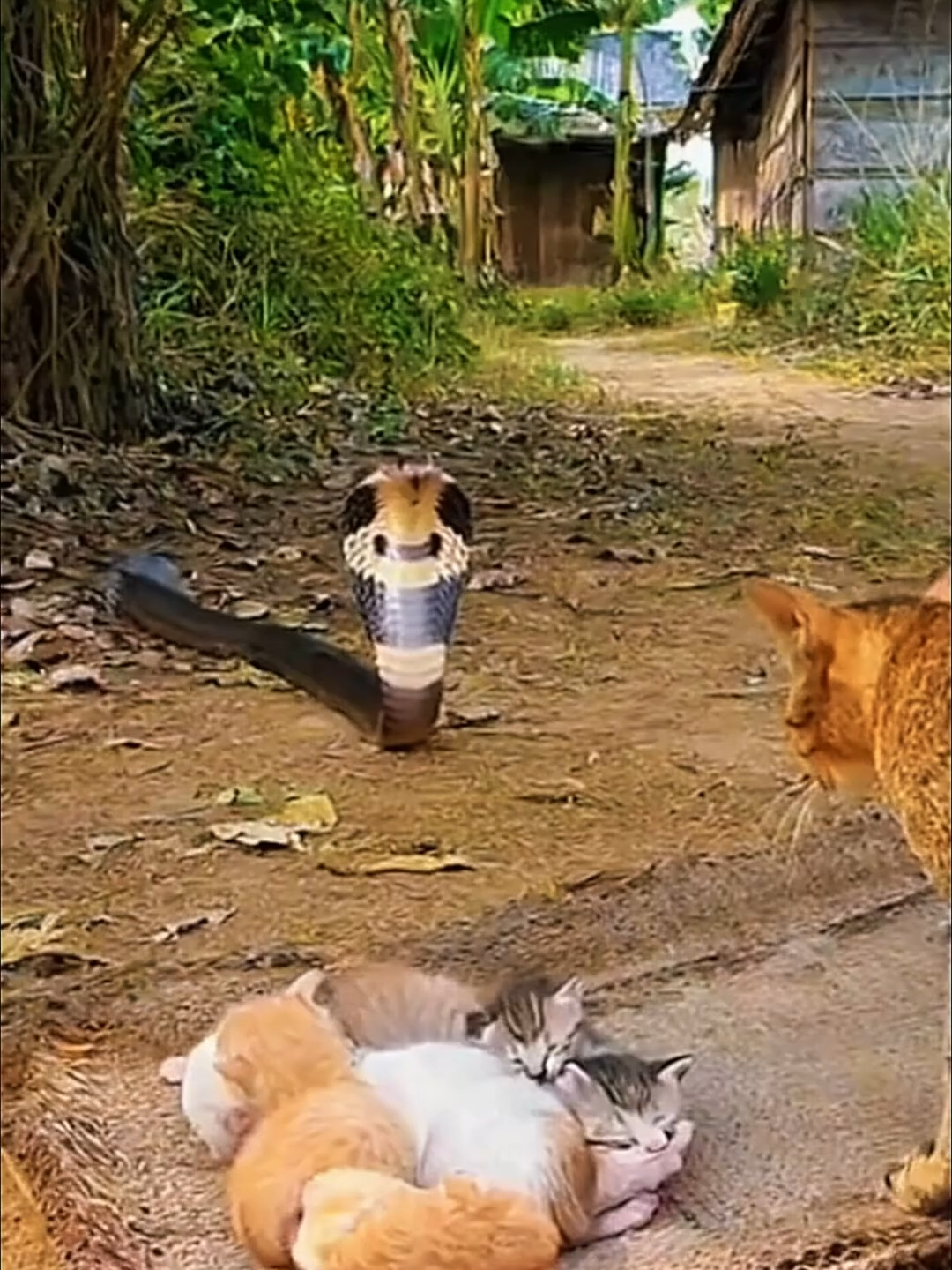 🙀Cats in Danger Cobra Attack!🤬😫 #Cat #Cute #shorts #viralvideo #fyp #usa #trending #Viral #AI  Short but powerful shorts, enjoy them with fun!!   Moments that make your everyday shine.  Reinterpreted and reimagined through the eyes of AI.   ⛑Note: This video is just a simulation / no real footage / no harm to anyone.⛑