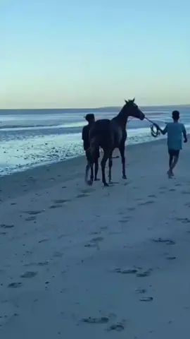 kita gass final Tanpan, Sang juara AS #royalmatador🔥🐎#pecintakudaindonesia🏇 #pecintakudapacu🏇 #nttpride🏝🔥fypシviraltiktok #fypシ゚viral 
