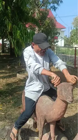 komodo 