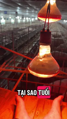 Một mùa đông nữa lại tới rồi #channuoiheo #pigfarm 