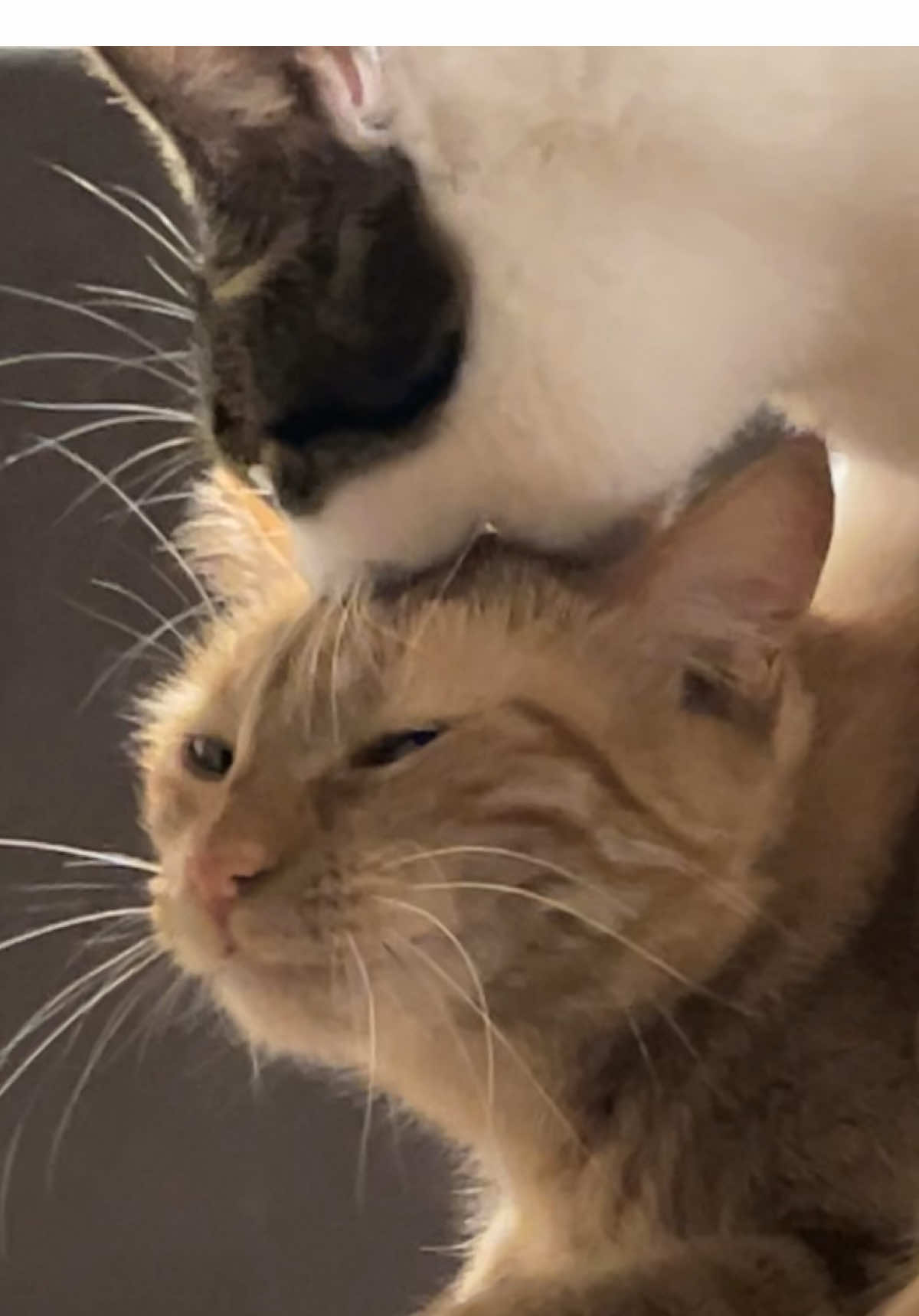 Does anyone else’s boy cat chomp on heads or is it just mine? #fyp #cats #catsoftiktok #washington 