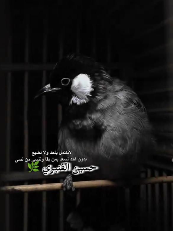 #سميرصبيح__مشاهير__العراق #موالات_حزينة_عراقية💔 #عبارات_جميلة_وقويه🖤 
