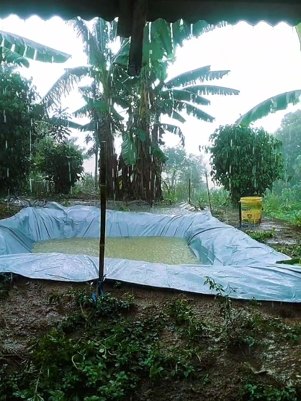 #CapCut Seduh kopimu sudahi sedihmu  di kebun Palawija kita kehujanan heheeee #kangbhabin #KetahananPangan #InovasiTani #bhabinkamtibmas @Bhabin.primatani @ditbinmas_poldajabar @Korbinmas Baharkam Polri @Polsek Bojong @ayiegitikgaspool @Polsek Bojong PWK official 