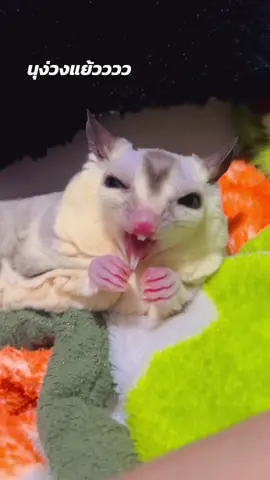นุทำความสะอาดพร้อมนอนนน😴😴 #ชูก้าไกรเดอร์ #sugarglider #fyp #ง่วง #แอ่นระแนง 
