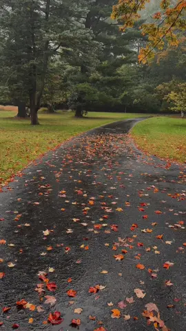 🍂🍁 keep walking #autumnvideos #autumn #autumnvibe #fall #fyp 