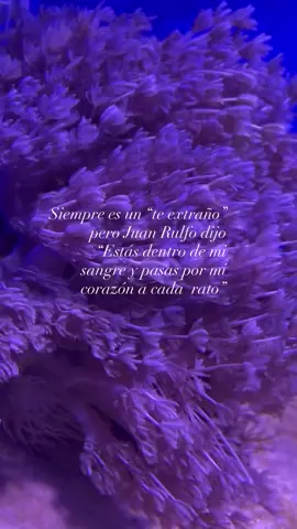 Amo el amor,a Juan Rulfo y a la persona en la que pienso cuando leía esta frase 🩷#paratii #amor #juanrulfo #foryou #Love 