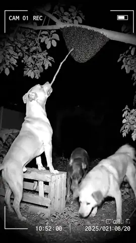 #BalliBotMogis #TrendingReels #TrendingReels #Foryoupage ##FYP #FYP #ViralTikTok #MillionViews #TechMagic #SmartBot #AITrend #RobotVibes #Innovation 