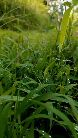 embun pagi di atas rumput 😁 #cinematic #nature #videography #fyppppppppppppppppppppppp #jangkauanluas 