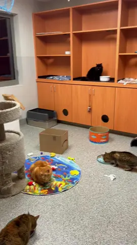 This is just ONE of 6 suites and 14 of 47 cats. Could you do it? #rescuerealtor #catsanctuary #namethatcat #group7cats #spayandneuter 