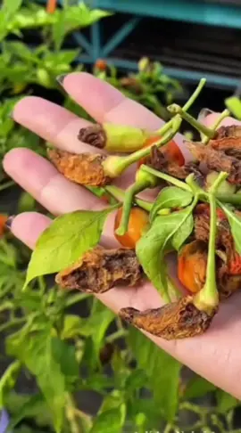 ribuan bahkan jutaan petani sudah mencobanya#pupukaminotanaman #pupukasamamino #pupukhighscore #pupukimporjerman #cretorsearchinsight 