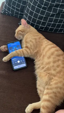 😾: siapa yang kamu hubungi saat kesepian? tidak ada, aku hanya mendengar playlist music kesukaanku                                        #dangerline #dangerlinesa7x #avengedsevenfold #a7x #catlover 