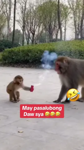 Funny monkeys 