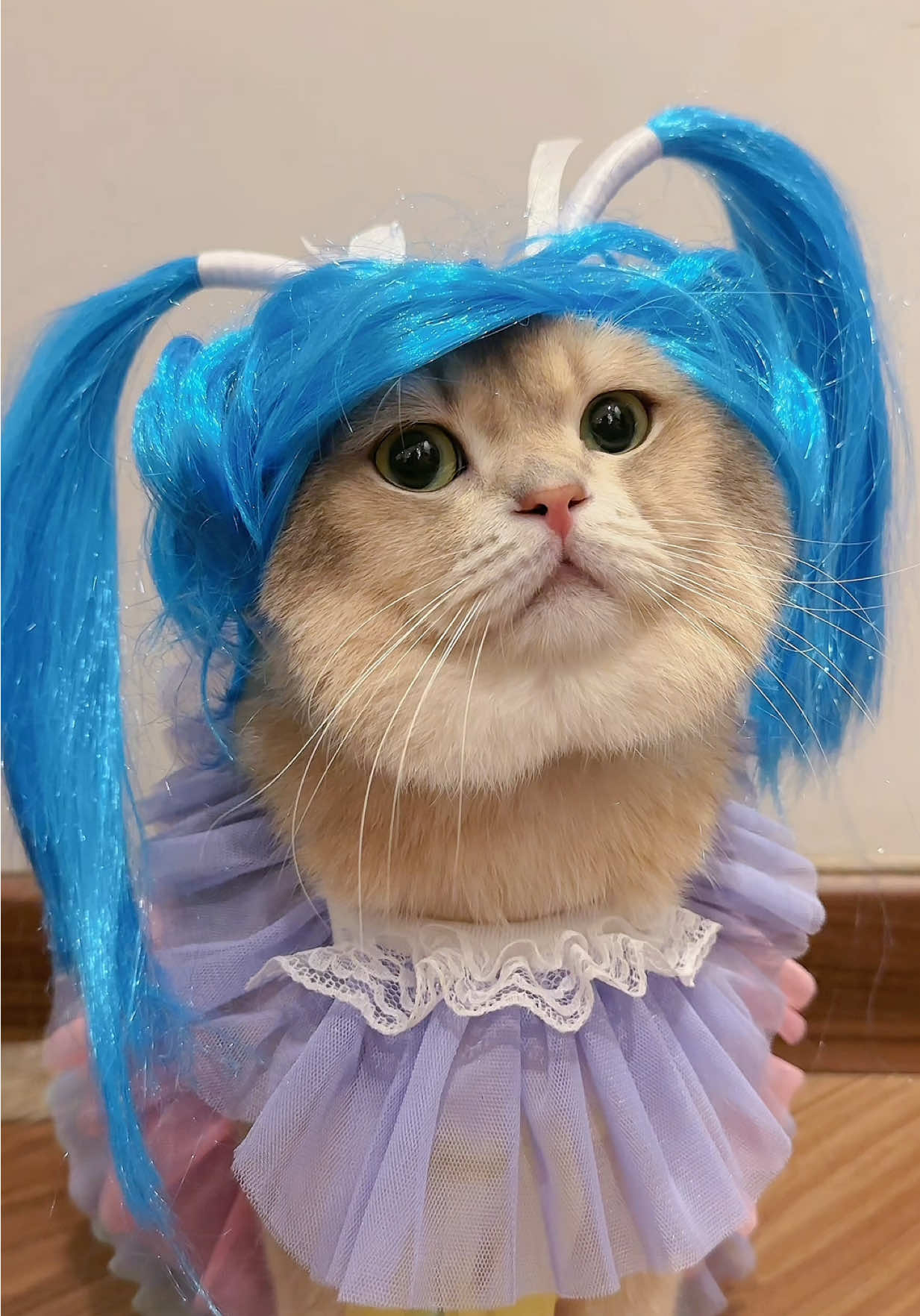 😼: Rupanya kalian suka cowok begini woi #kucing #kucinglucu #kucingtiktok 