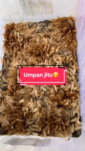 Tidak ada lawan inimah umpan jitu #laron #mancing #ikan #ikanwader #mancingmania 