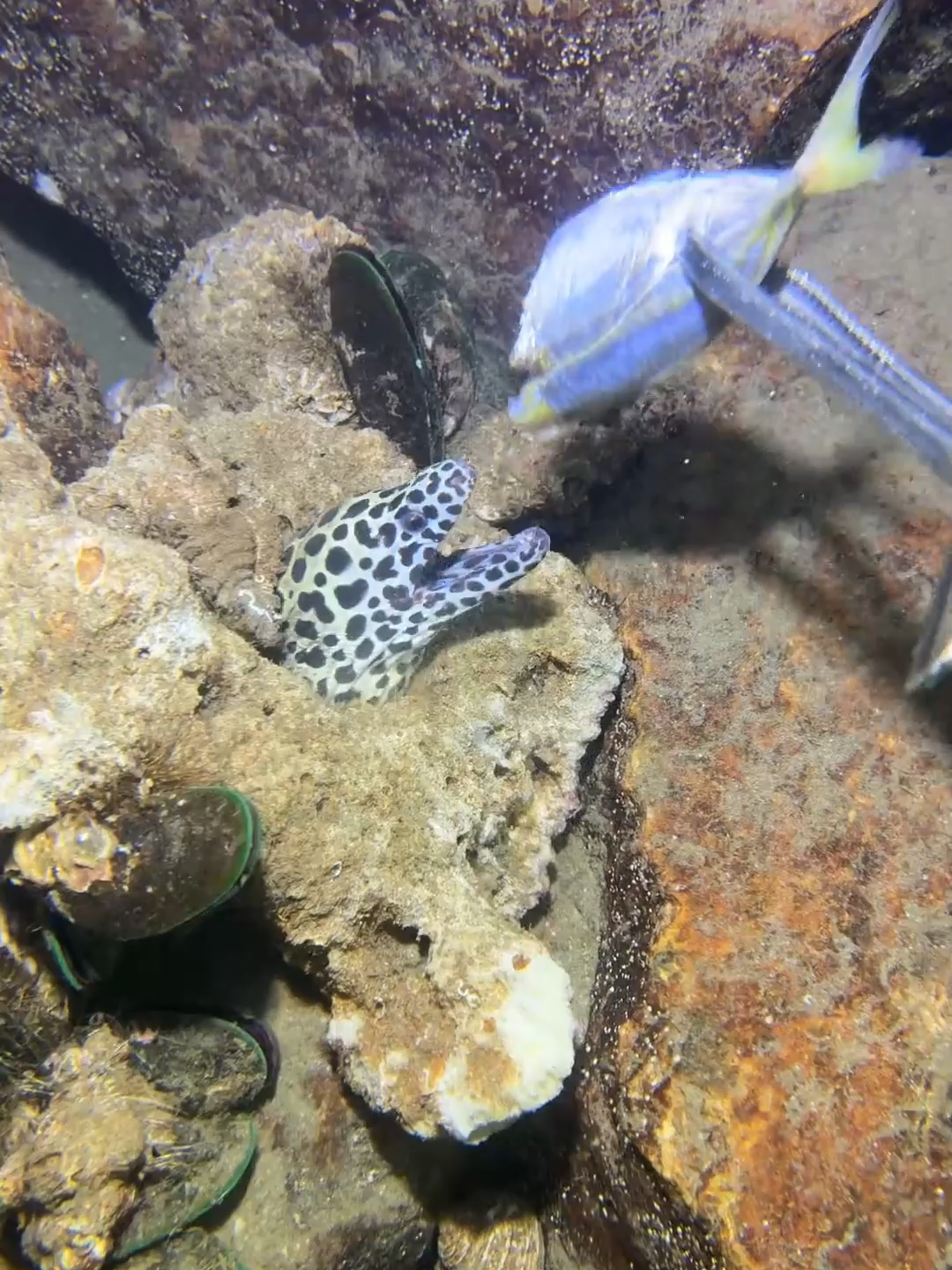 #fishing #deepsea #nemo #eels #diving #crab #lobster #beach #nature #sea #catchthesea