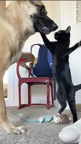 Another day in the life of Axl the puppy and Salem the kitten! Todays toy of choice for puppy kitty playtime the unicorn lama! #germanshepherd #kitten #catdog #cutepets #funnycats 