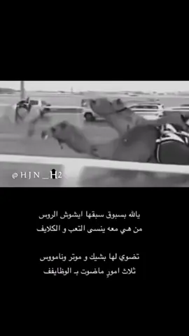 ضيقو لاهنتو :@hjn_h2 #هجن_الرئاسة #هجن_العاصفه #هجن_الشحانيه #دبي #الامارات                   ͟u͟s͟i͟c͟🎵💘    