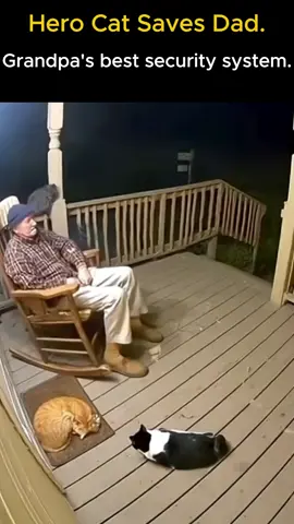 Hero Cat Saves Dad.. #HeroCat  #PetsAreFamily  #BearAttack  #SecuritySystem  #TrueStory 