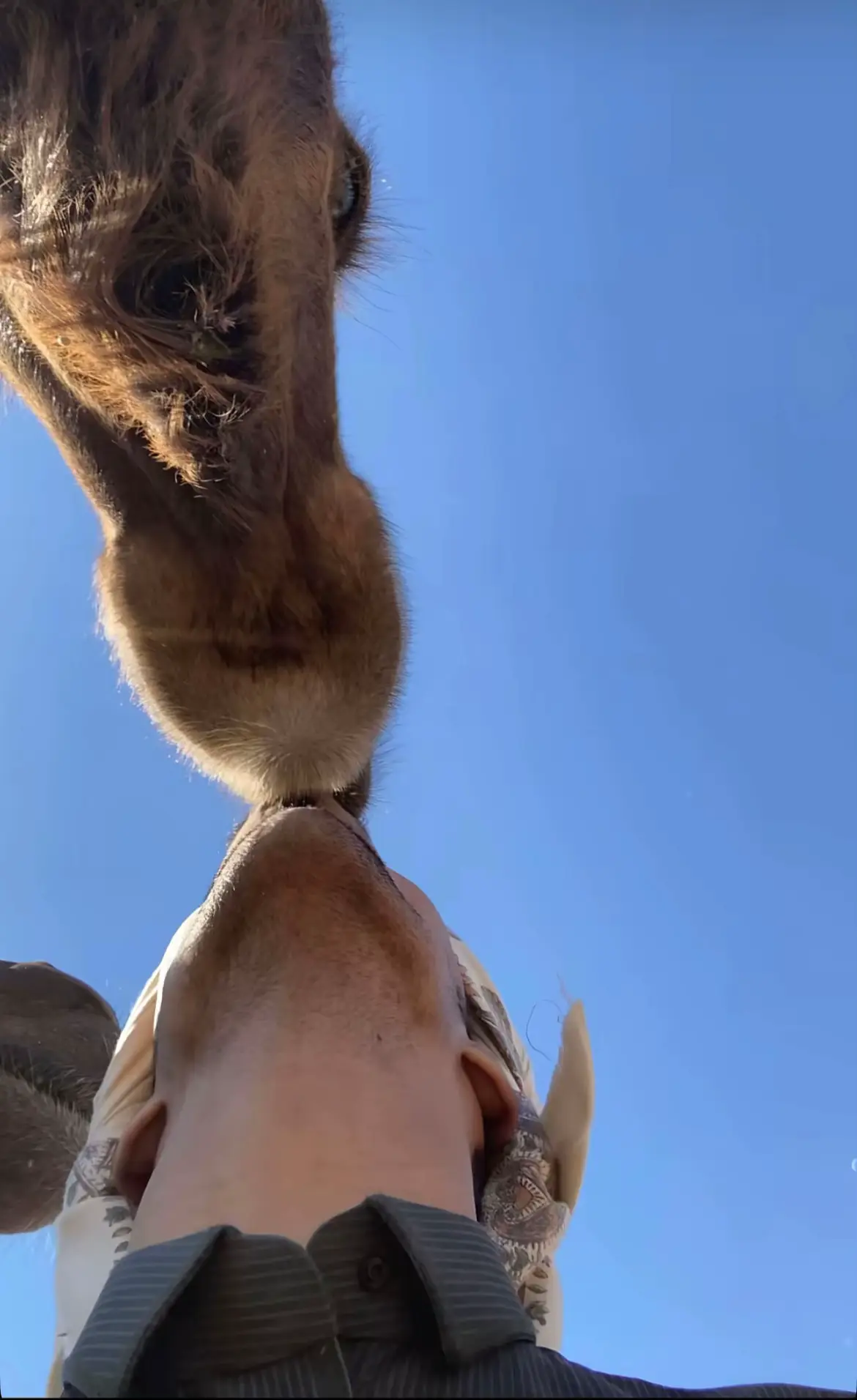 صوت بدوينً صاح لبله وجذبتها 🐪❤️#عشوائيات🐪🐪 #الابل_عطايا_الله_عشاق_البداوة_🐪😍 #اكسبلوررررررر 