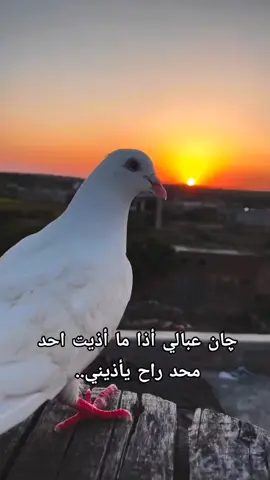 عبالي 💔😔#مجرد________ذووووووق🎶🎵💞 #ترندات_تيك_توك #ياابوفاضل_دخيلك_مالي_غيرڪ💔💔💔😭😭😭🤲🏻 