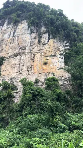 đón cụ muội về . muội hồng bonsai 