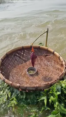 Amazing basket fishing trap with chicken liver video #fish #video #reels #viral #amazing 