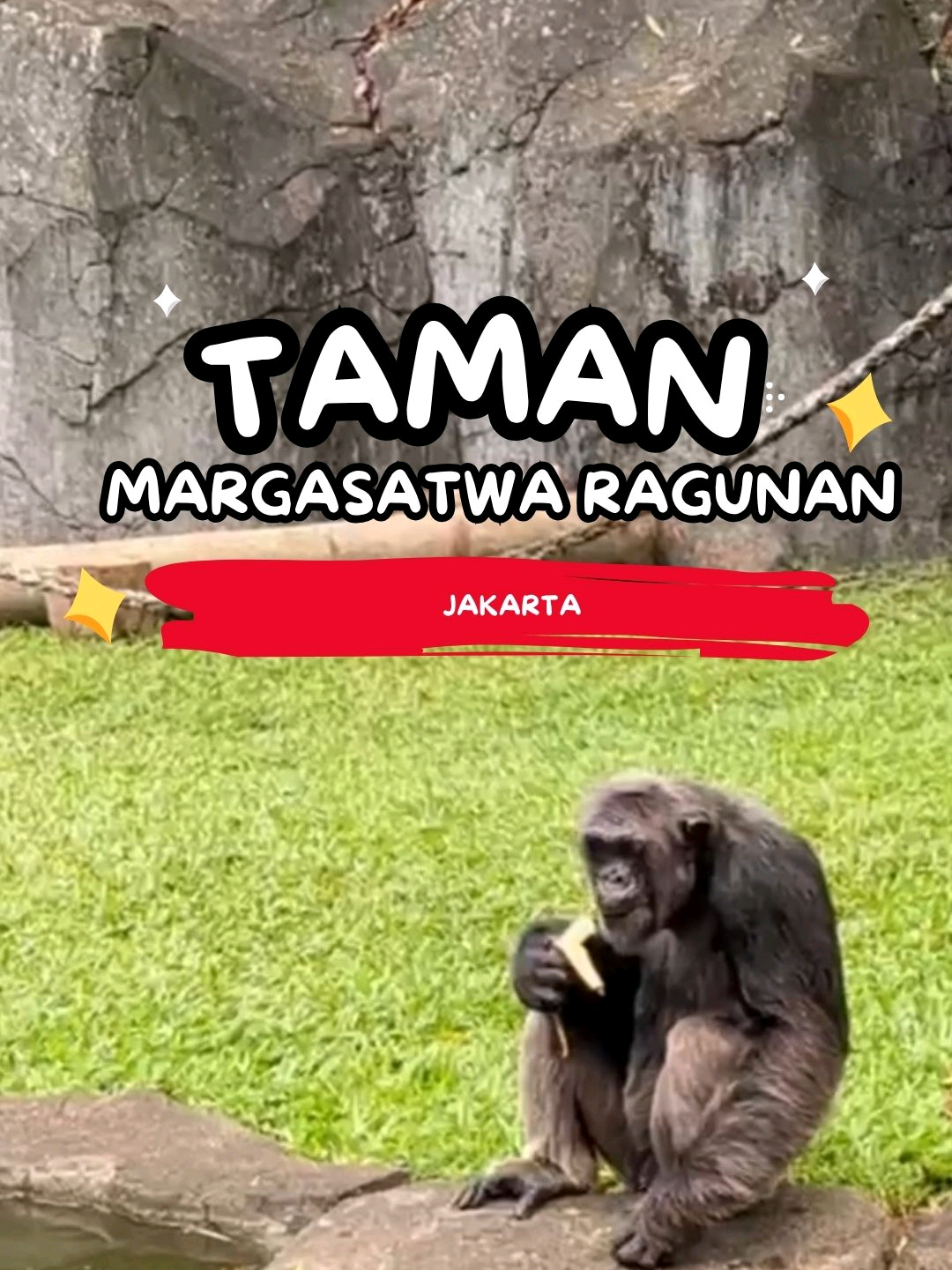 🐾 Serunya berlibur di Taman Margasatwa Ragunan, Jakarta! 🌿 Nikmati suasana asri, lihat berbagai satwa lucu dan langka, serta jadikan akhir pekanmu lebih berkesan bersama keluarga atau sahabat tercinta. 🌞✨ Biar liburan makin nyaman, jangan lupa menginap di RedDoorz Cilandak Timur, hotel terdekat dengan fasilitas lengkap dan harga terjangkau! 💼🏨 Download aplikasi RedDoorz, booking lewat aplikasinya, dan gunakan kode promo YUKNGINEP biar makin hemat! Yuk, berkunjung ke Taman Margasatwa Ragunan dan menginap di RedDoorz — buka semua pintu, karena untungnya pasti! 🔴💫  #REDTRAVELERS #RedTravelers #RedDoorz #BukaSemuaPintu #tamanmargasatwaragunan❤ 