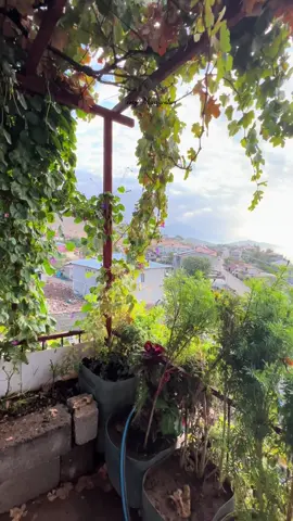 Dem payize 🍂#hakkari #nawberojiya #derecik #payiz #viraltiktok 