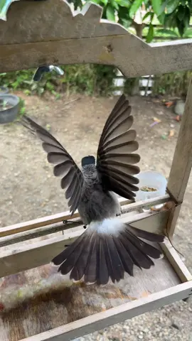 absen dong suhu🤗#kutilang #kutilangmania #kutilanggacor #salambarethitam #fyp 