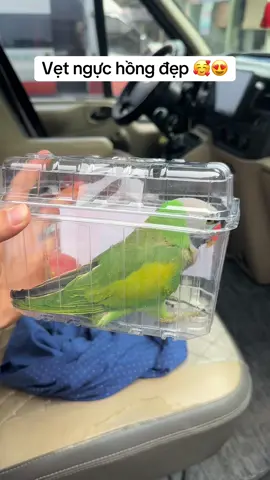 Vẹt ngực hồng đẹp đáng yêu 🥰😍 #vet #chimcanhhuyhoang #vetcanh #vetnguchong #chimvet 