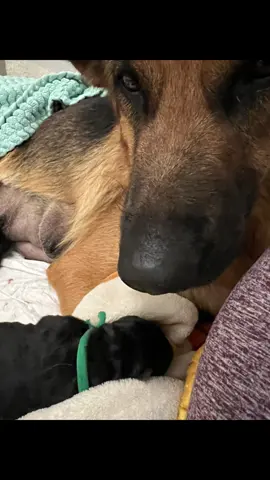 GSD puppies 4 hours old!  They are talkers already!  #pureheartgermanshepherds #pureheartgsd #gsd #germanshepherds #gsdfamily                        . . .               