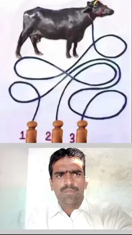 bhains kaun si Kili ke sath bandhi Hui Hai
