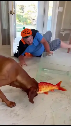 Dog daily funny #viral #fyi #funnydog #memes #dog 